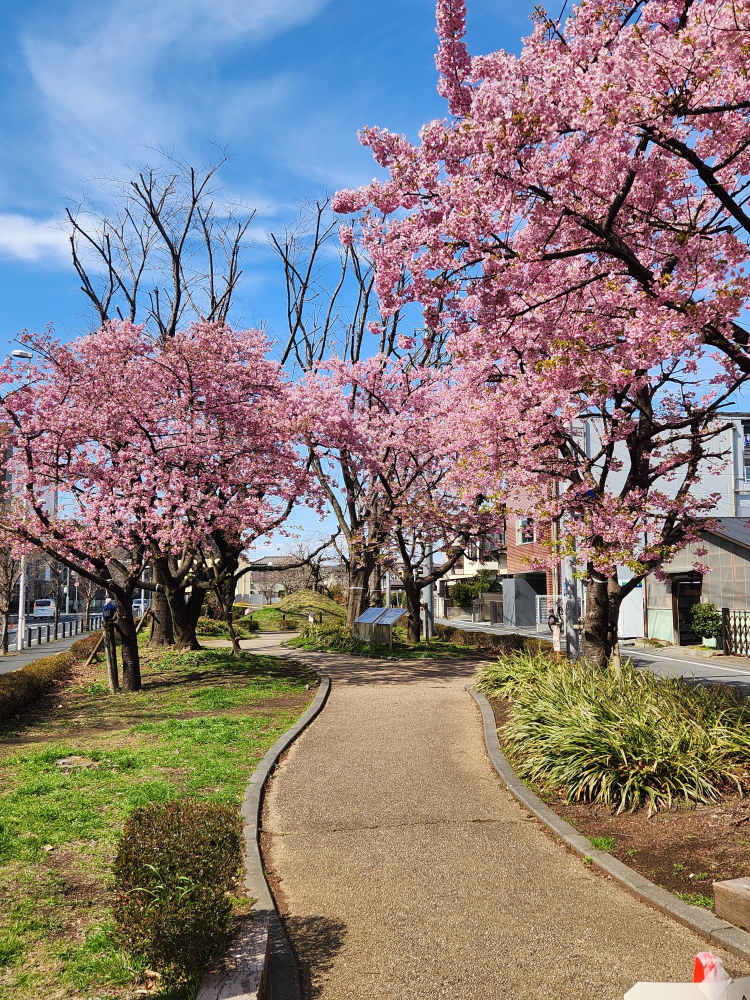 河津桜が見頃です🌸