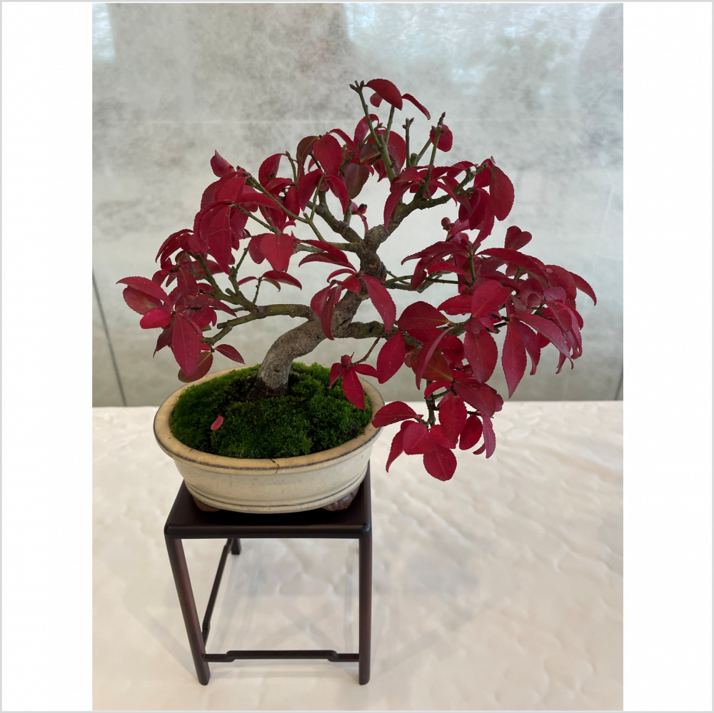 鴻巣盆草会　秋の展示会開催中！！