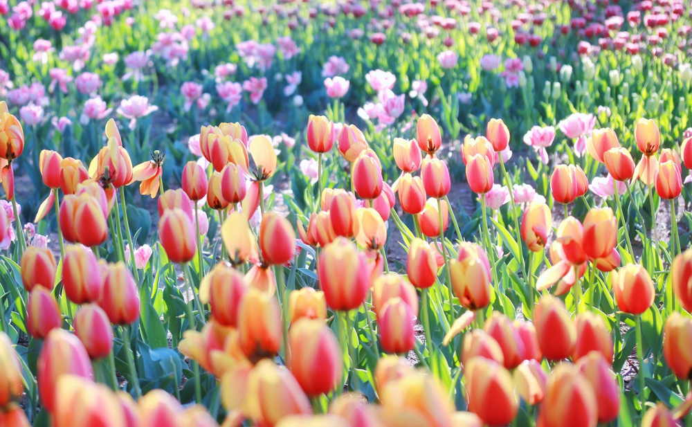 チューリップの球根植え込みボランティア募集！！