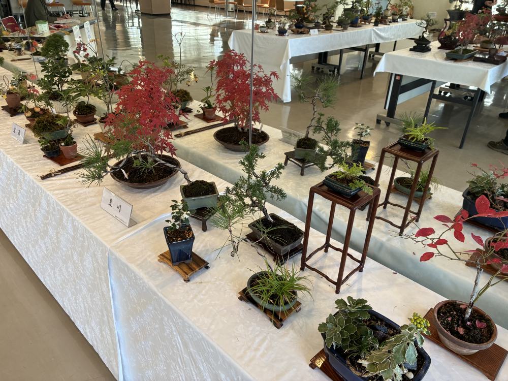 盆栽クラブ”和磋美”展示会開催中！