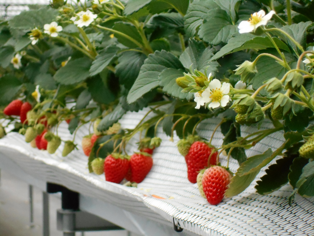 🍓いちご狩りができる「元気ファーム」🍓