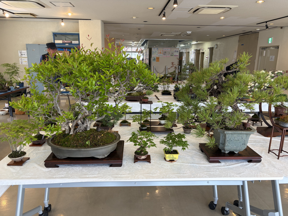 盆栽クラブ「和磋美」4/26（日）展示会開催！