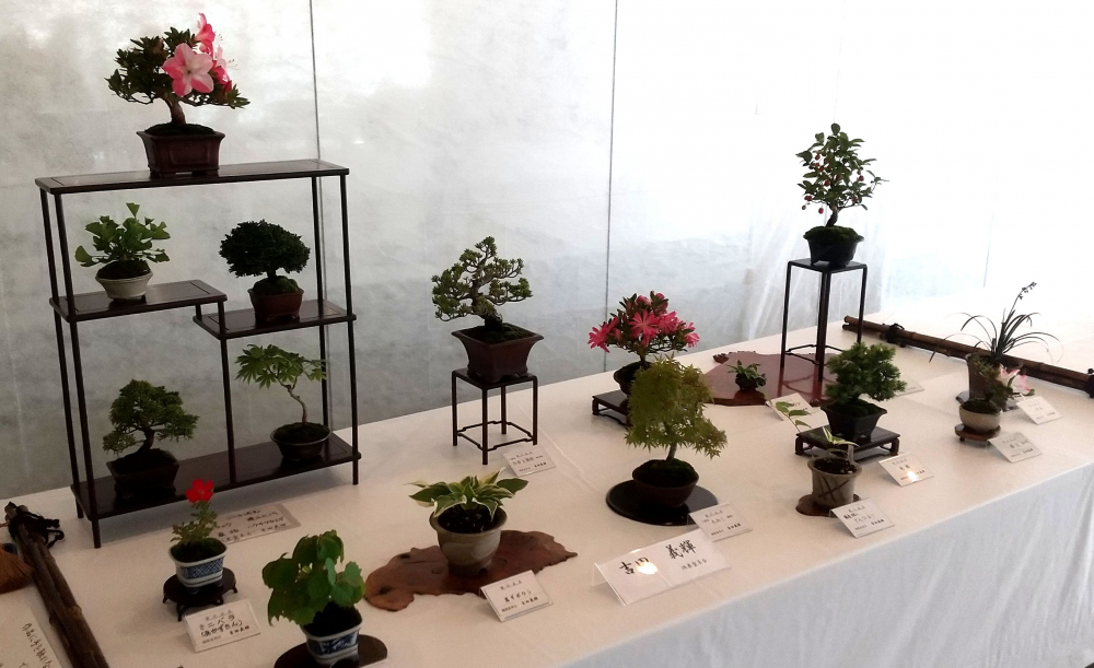 鴻巣盆草会　春の展示会開催中！！