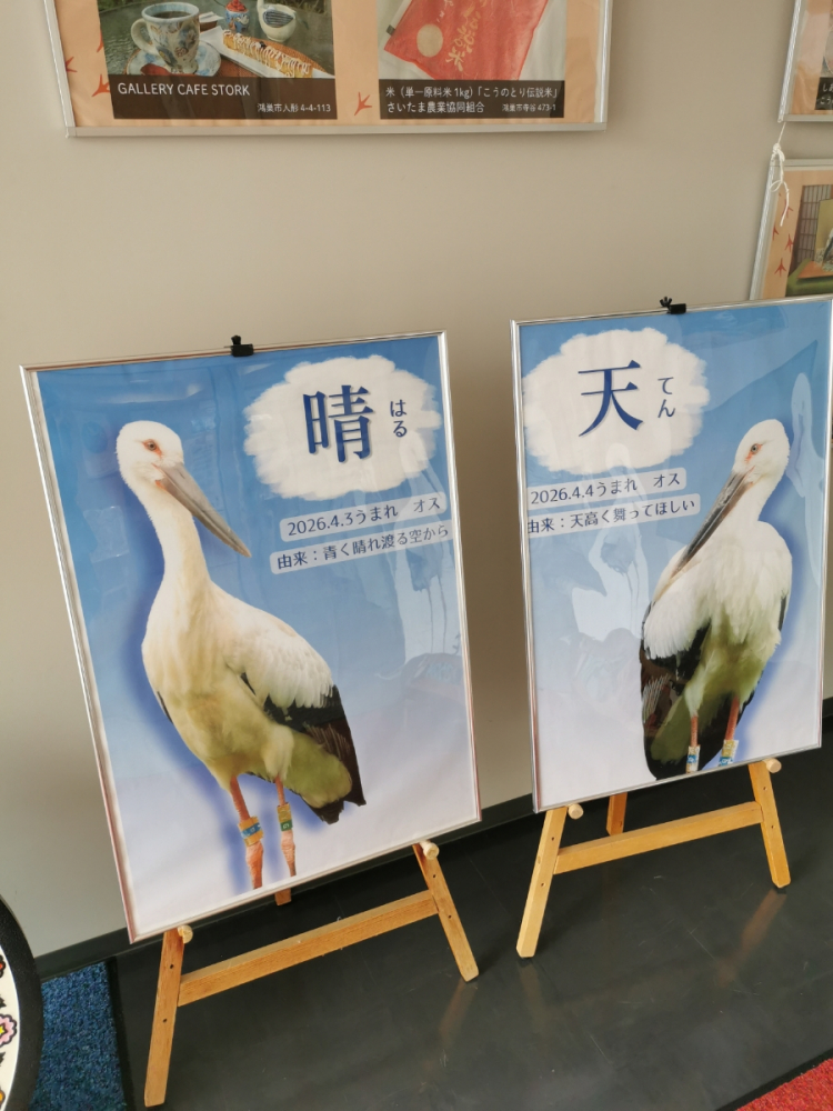 晴と天2羽のコウノトリが羽ばたきました！