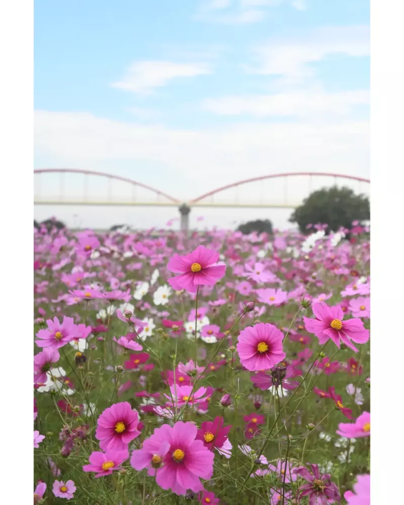 コスモスの写真をお裾分け📷