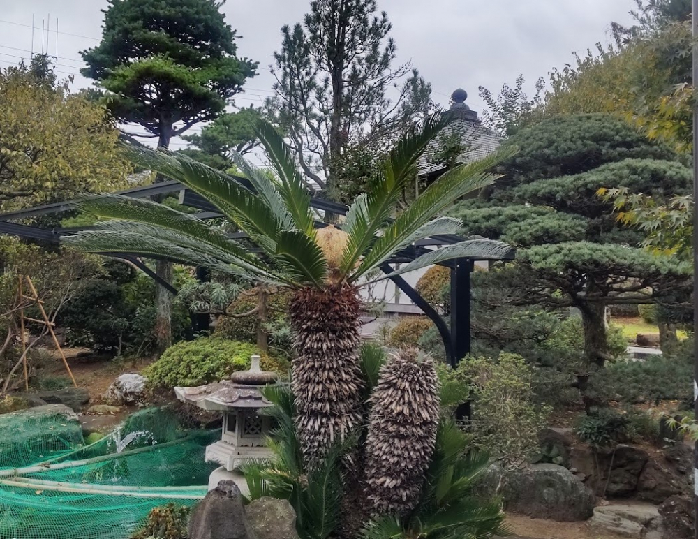 宝持寺のソテツの花。60年に一度の開花です。渡辺綱千年祭を祝っているのでしょうか。
