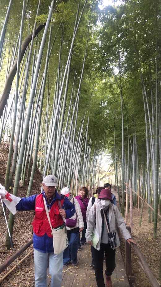 見沼通船掘り添いの竹林