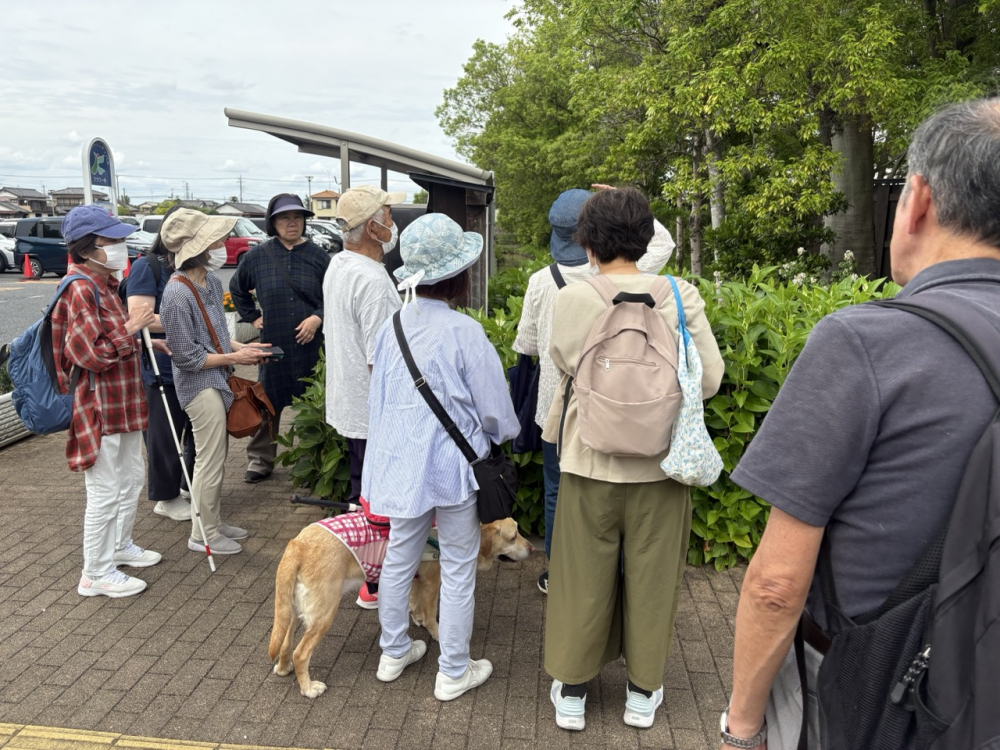 お堀に茂るハンゲショウ？